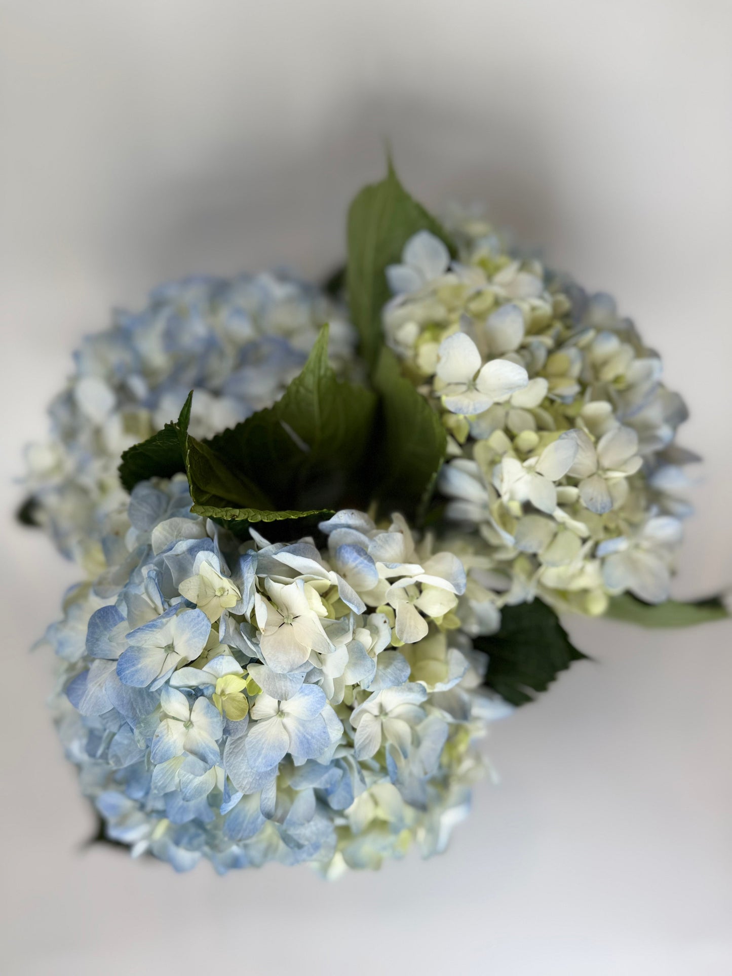 Bicolor White and Blue Hydrangea