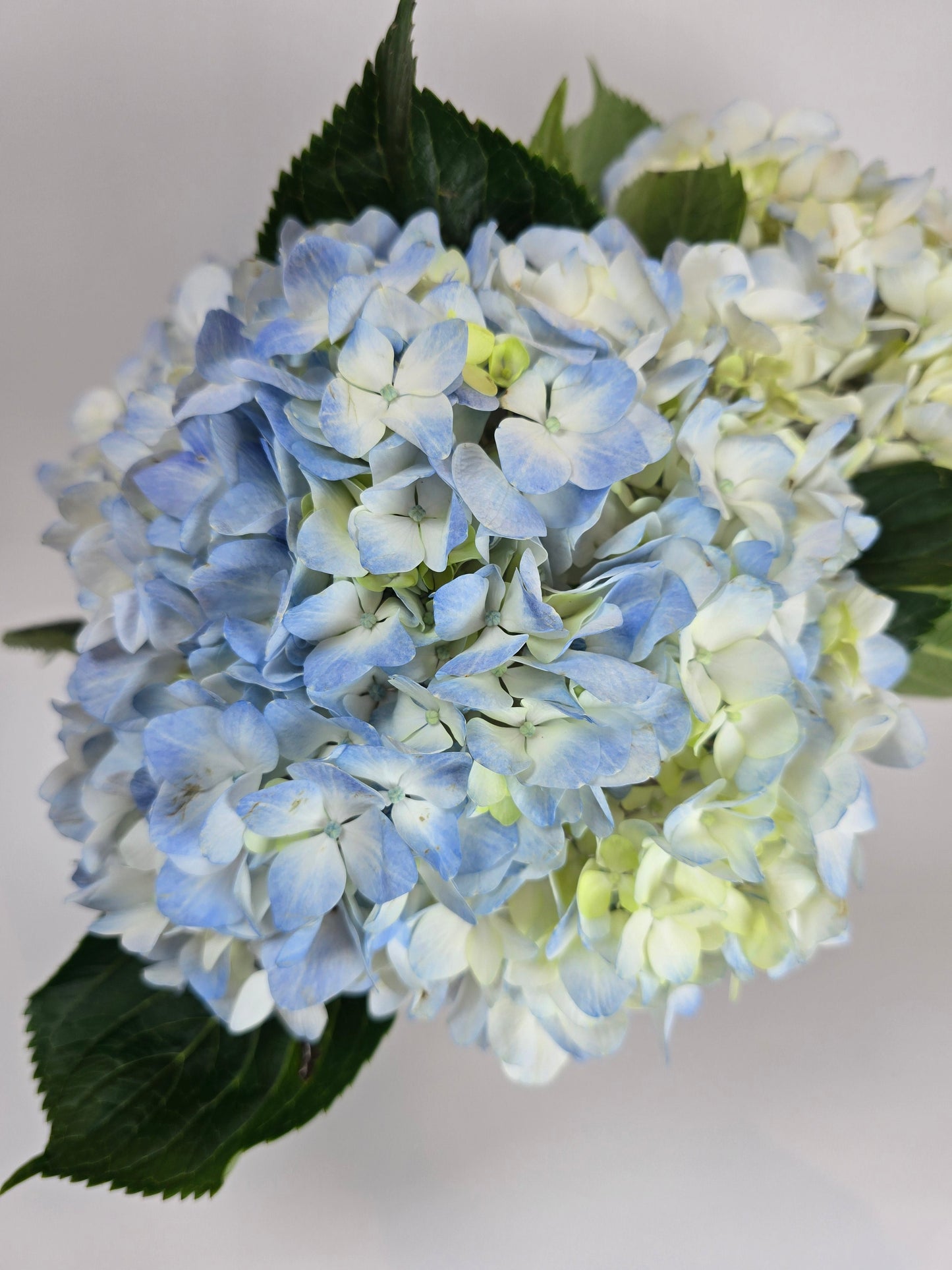 Bicolor White and Blue Hydrangea