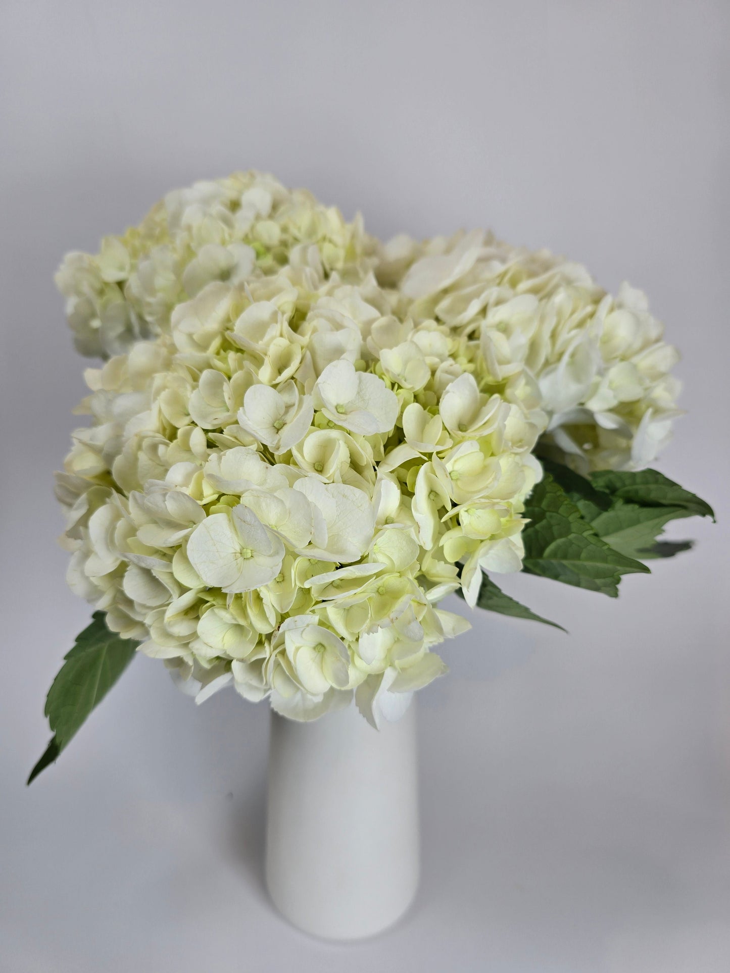 White Hydrangea