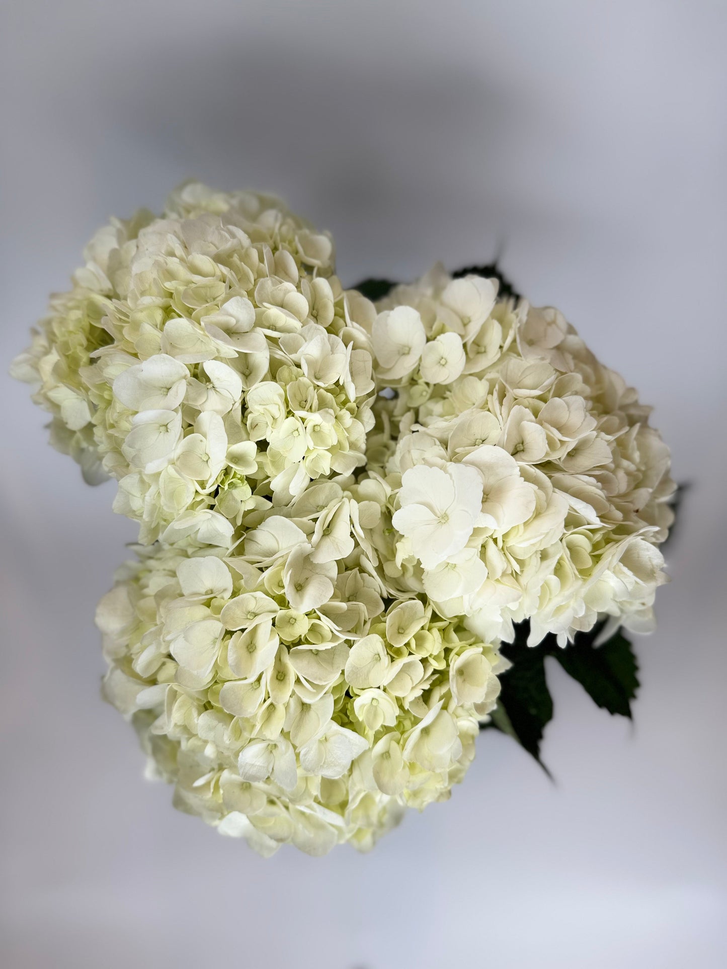 White Hydrangea