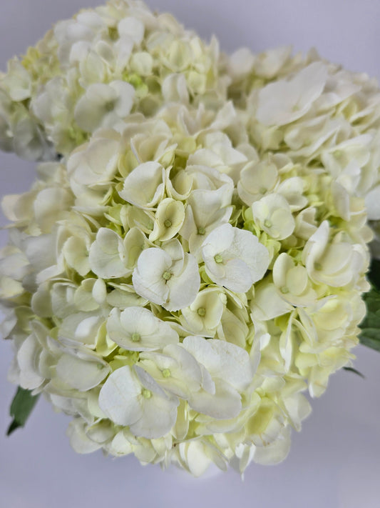 White Hydrangea