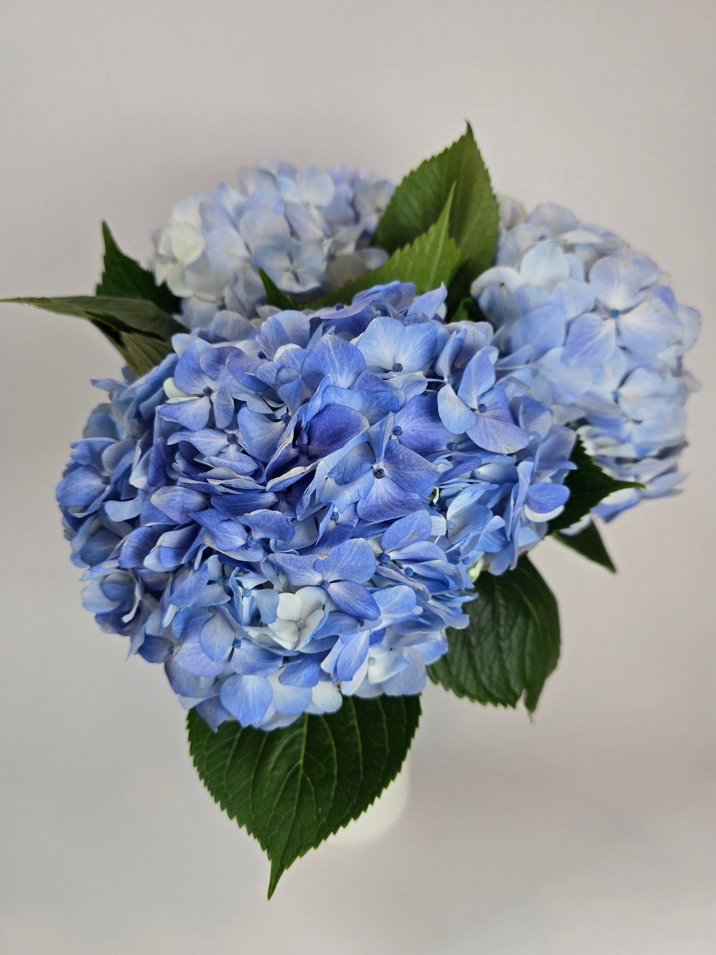 Blue Hydrangea