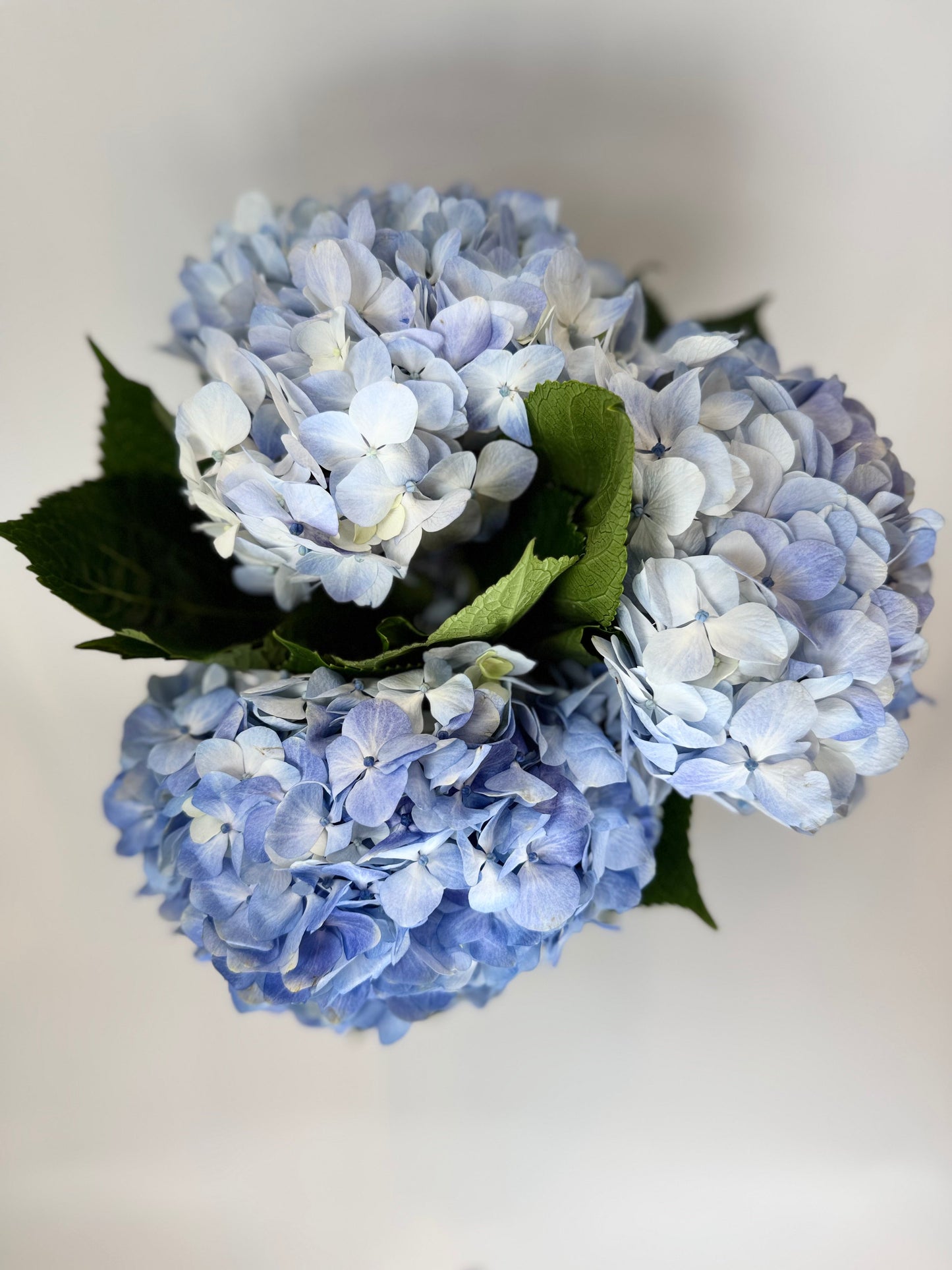 Blue Hydrangea