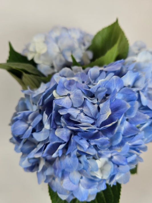 Blue Hydrangea