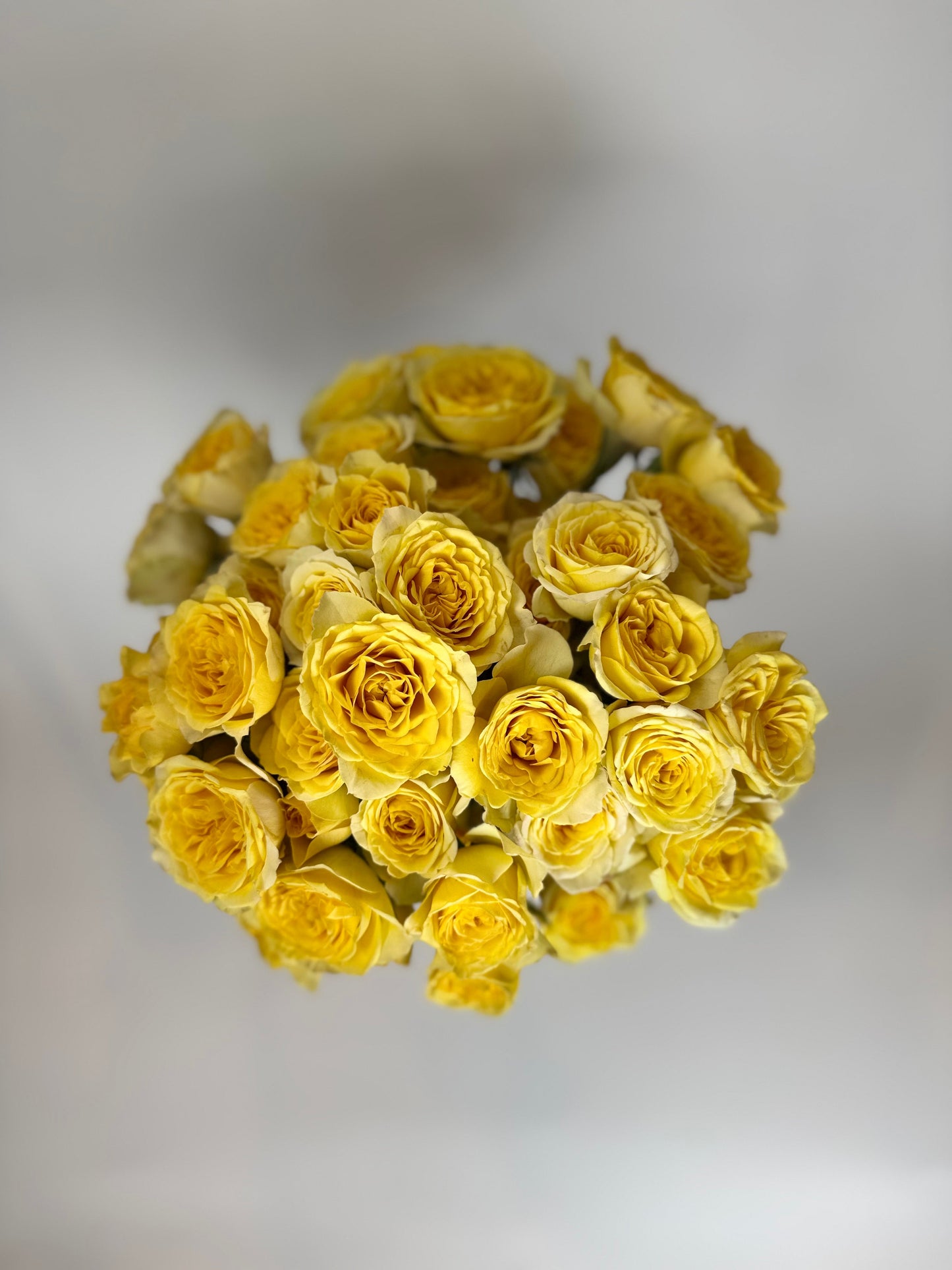 Yellow Spray Rose