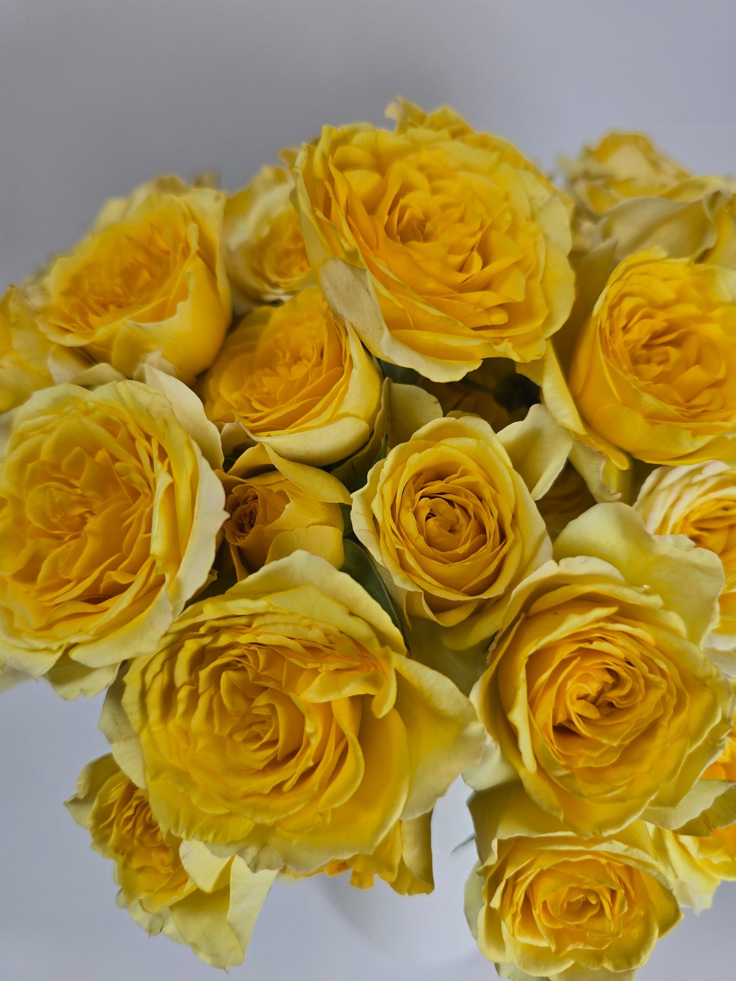 Yellow Spray Rose