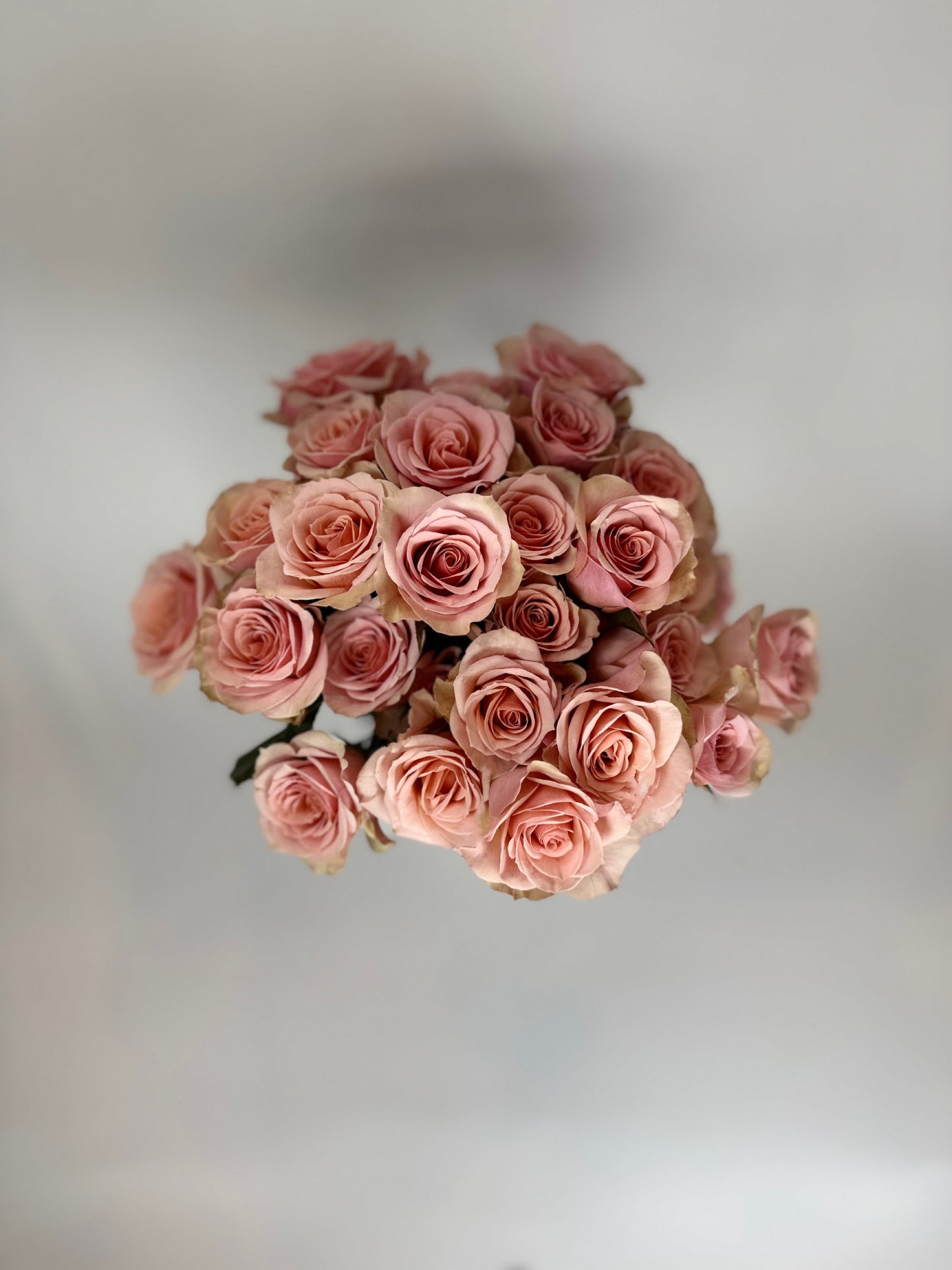 Peachy Pink Spray Rose