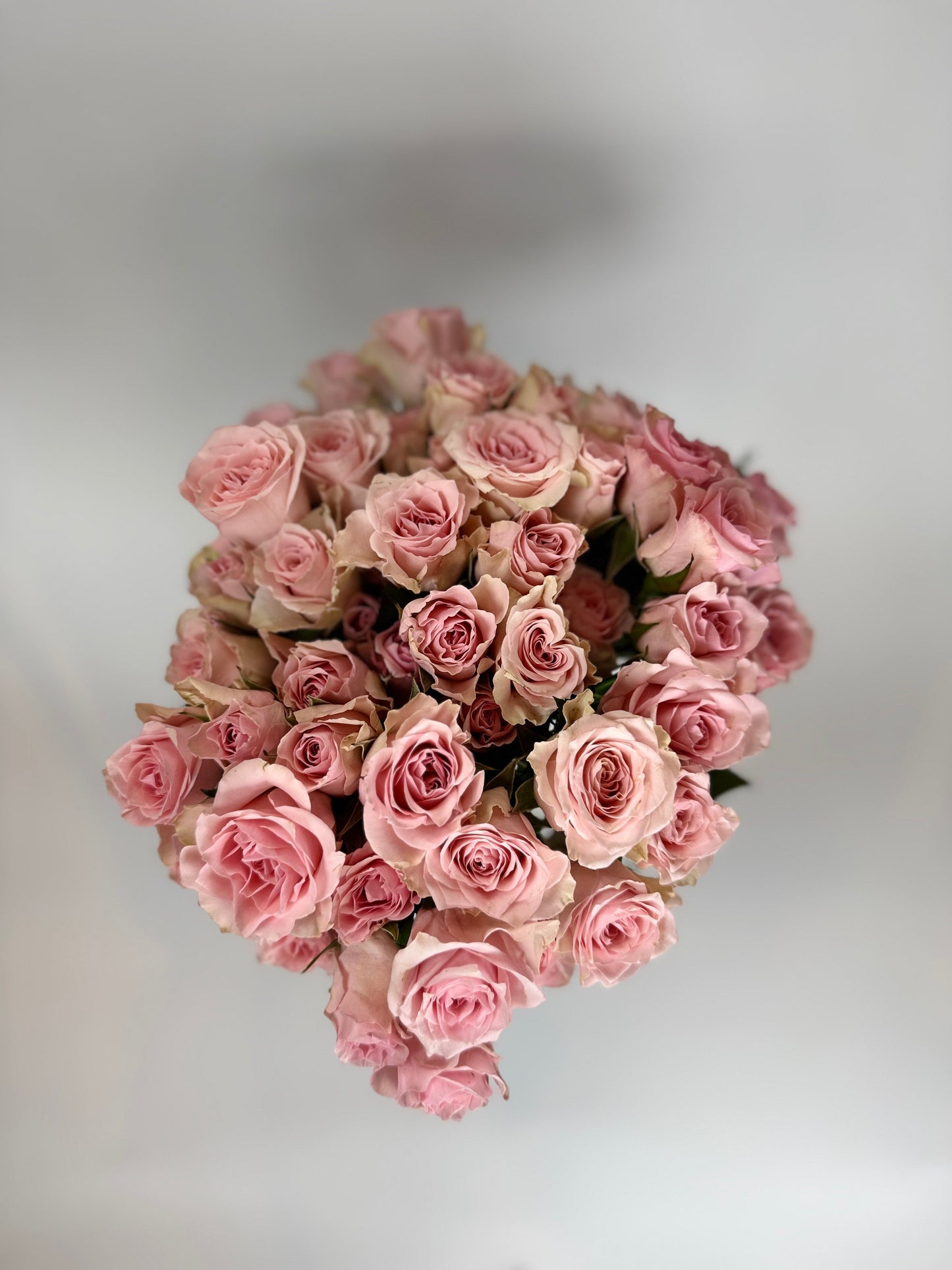 Light Pink Spray Rose