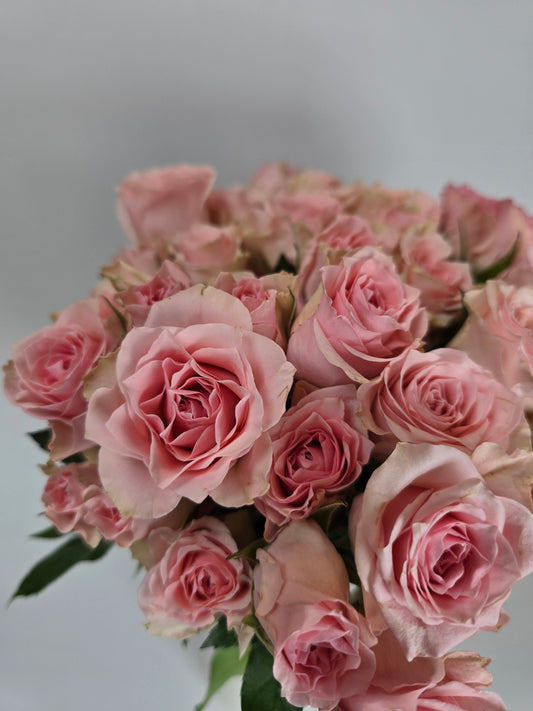 Light Pink Spray Rose