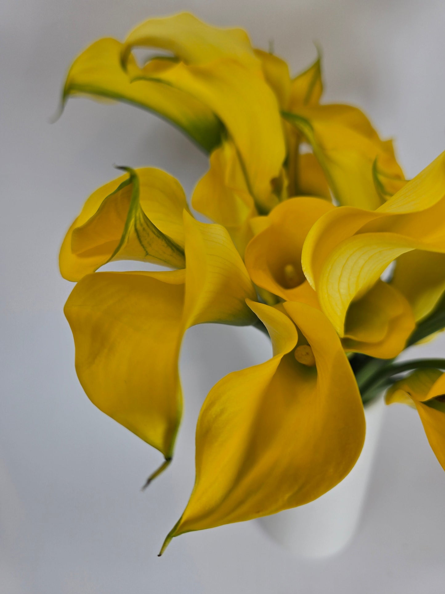 Yellow Mini Calla Lily