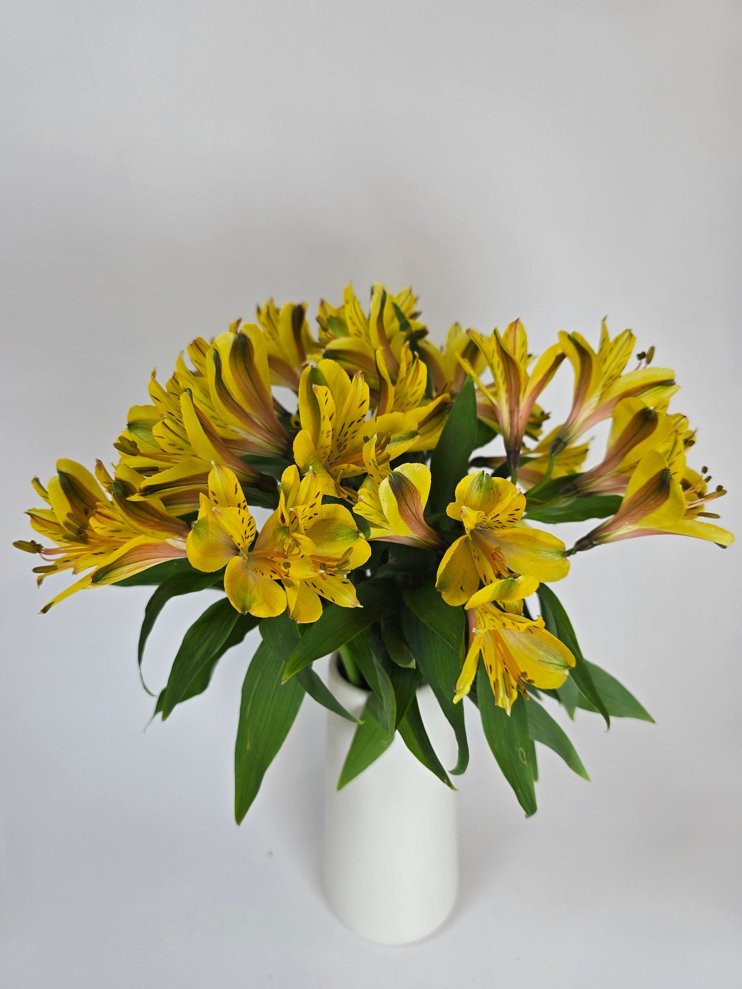 Yellow Alstroemeria