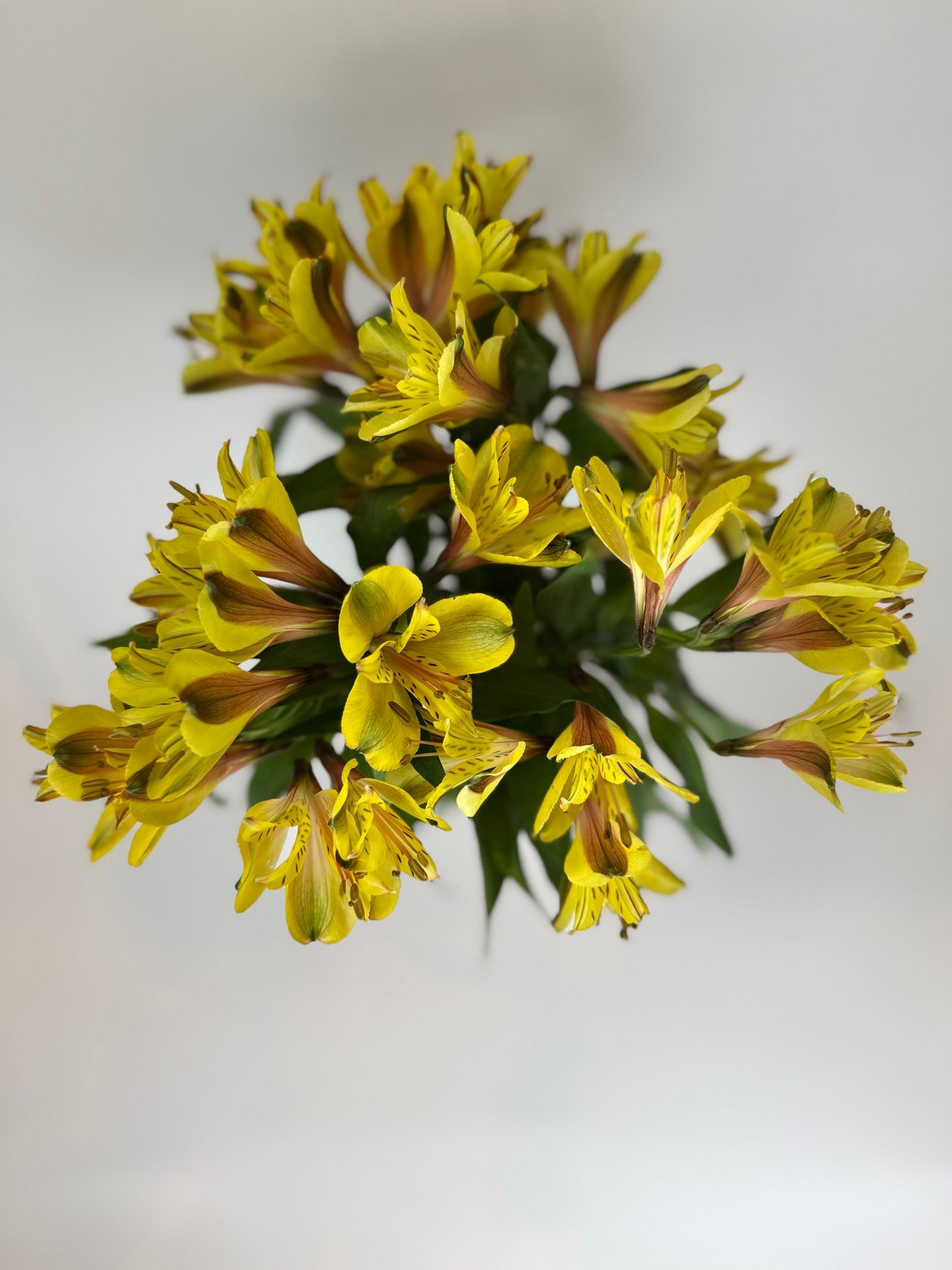 Yellow Alstroemeria