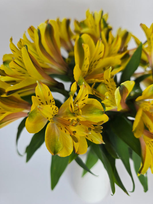 Yellow Alstroemeria