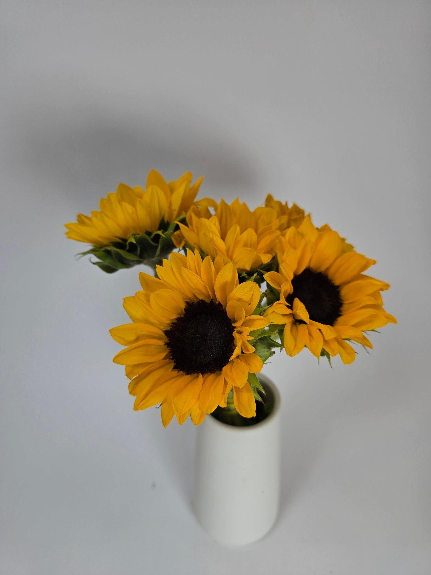 Mini Sunflowers