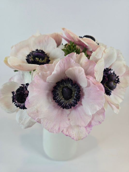 White Blush Anemones