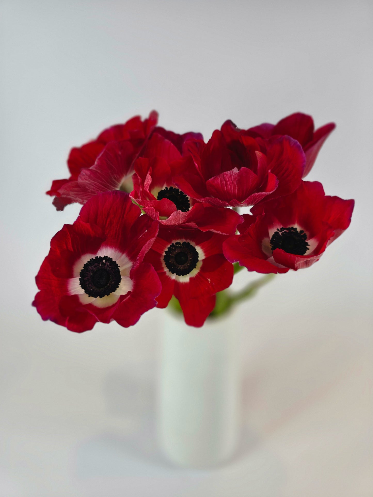 Red Anemones