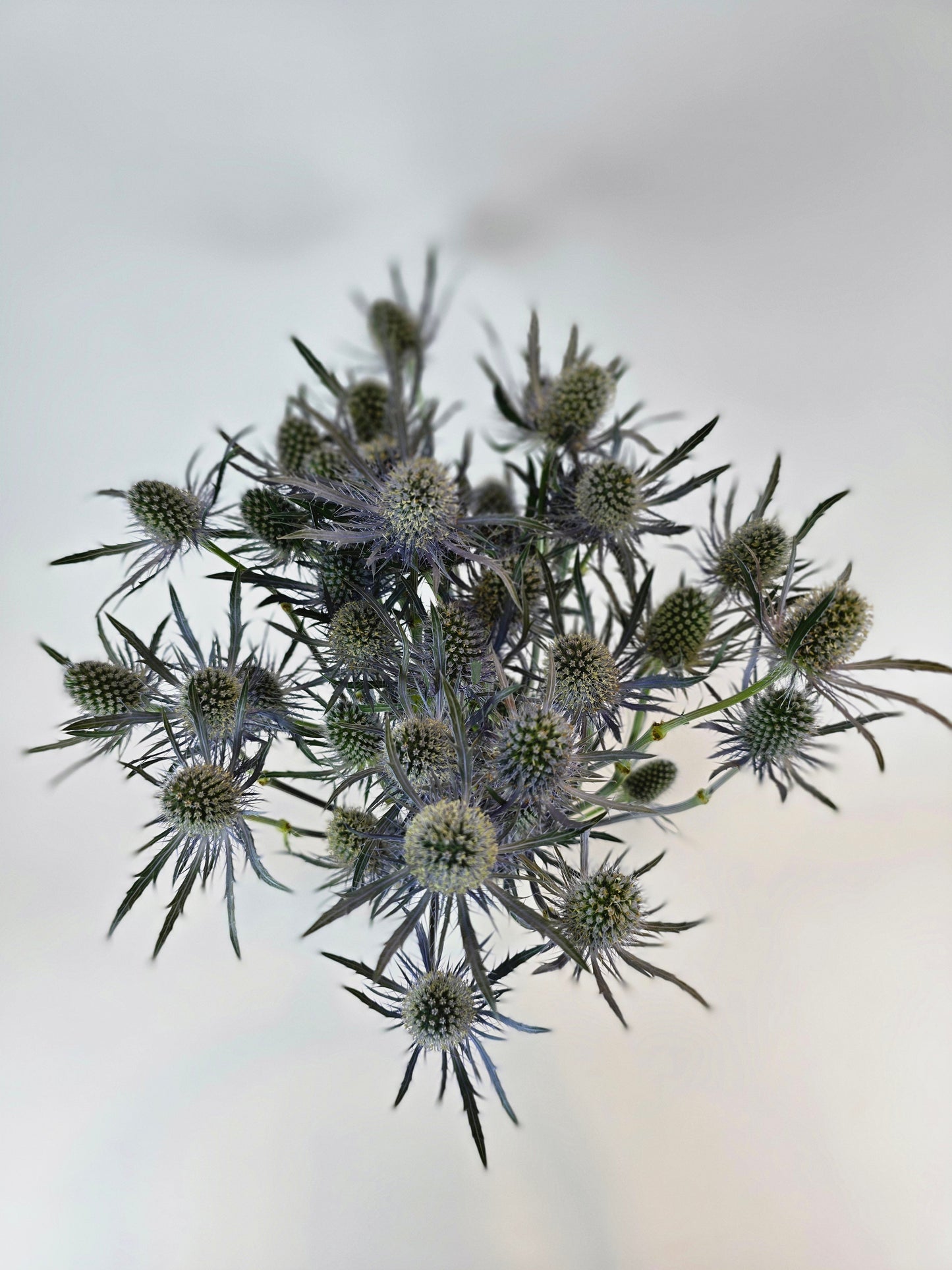 Blue Thistle