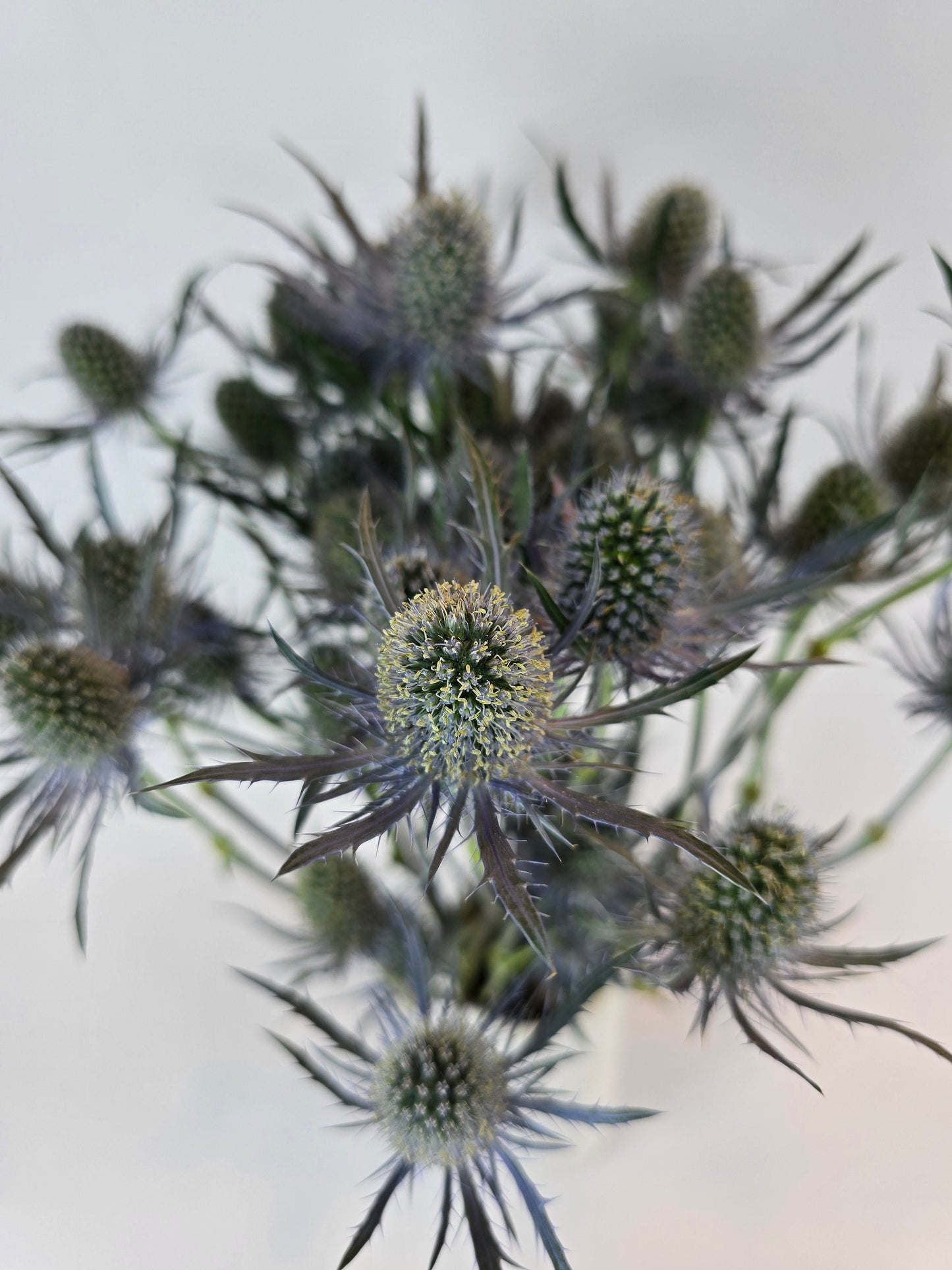 Blue Thistle