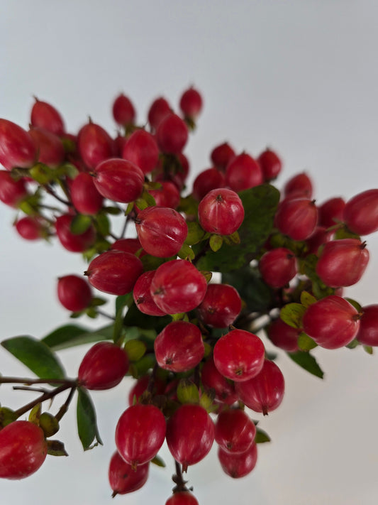 Red Hypericum berries