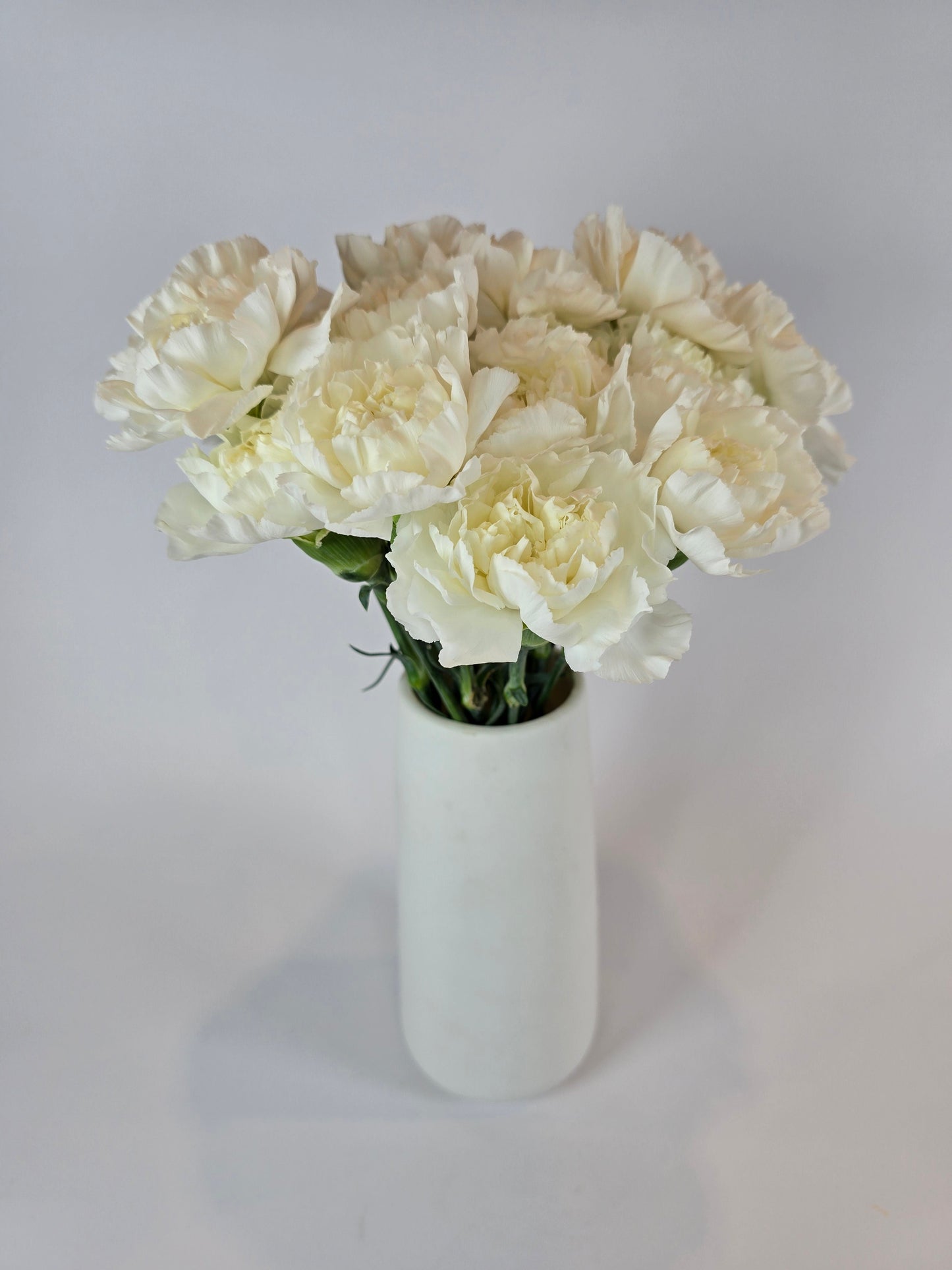 White Carnation