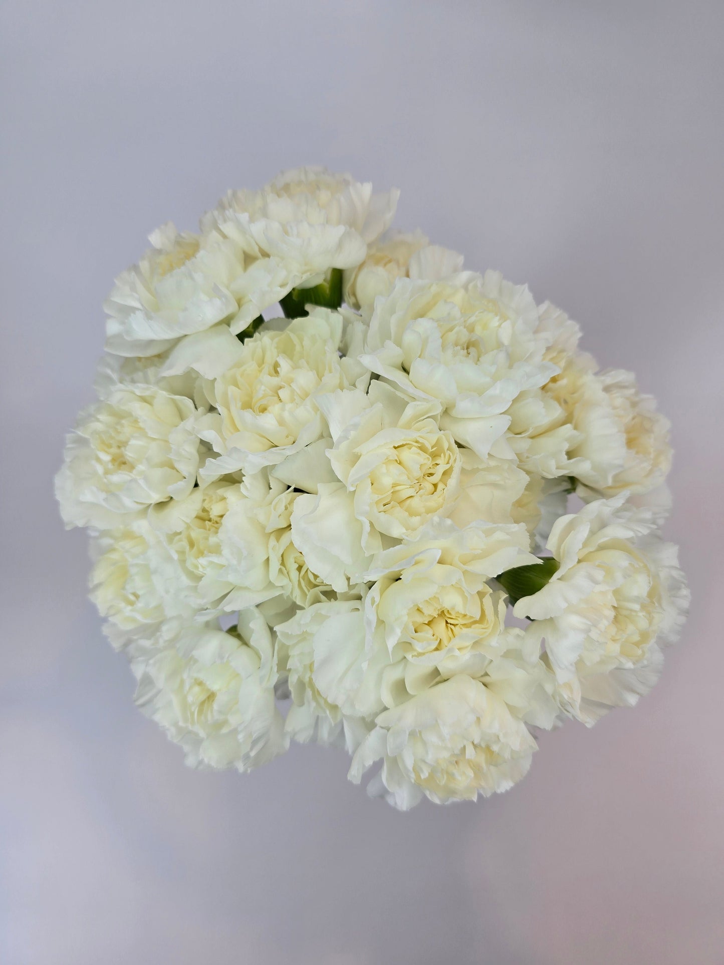 White Carnation