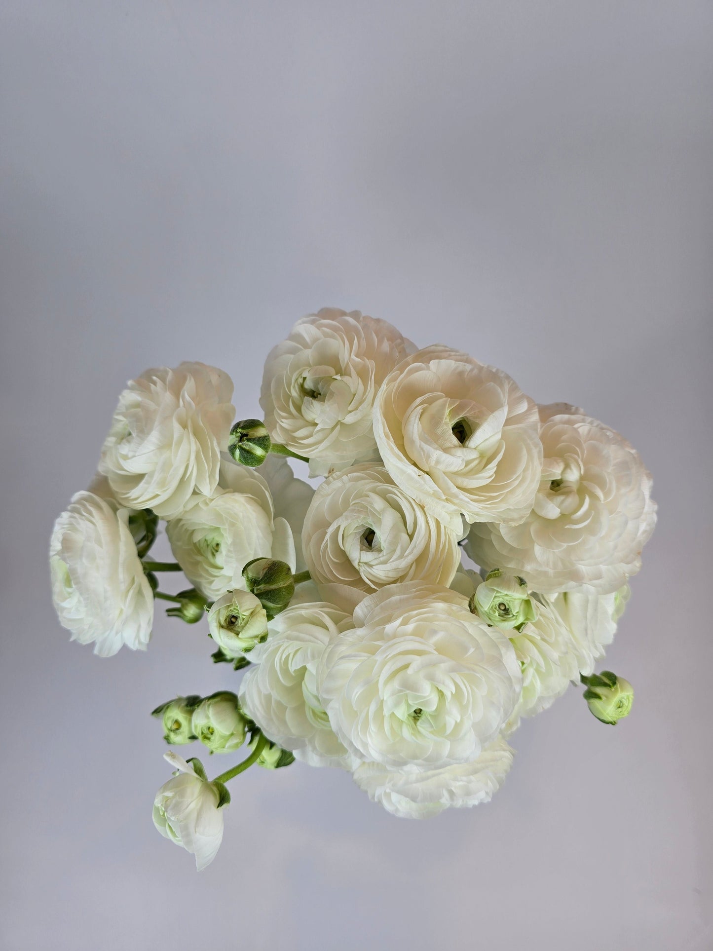 White Ranunculus