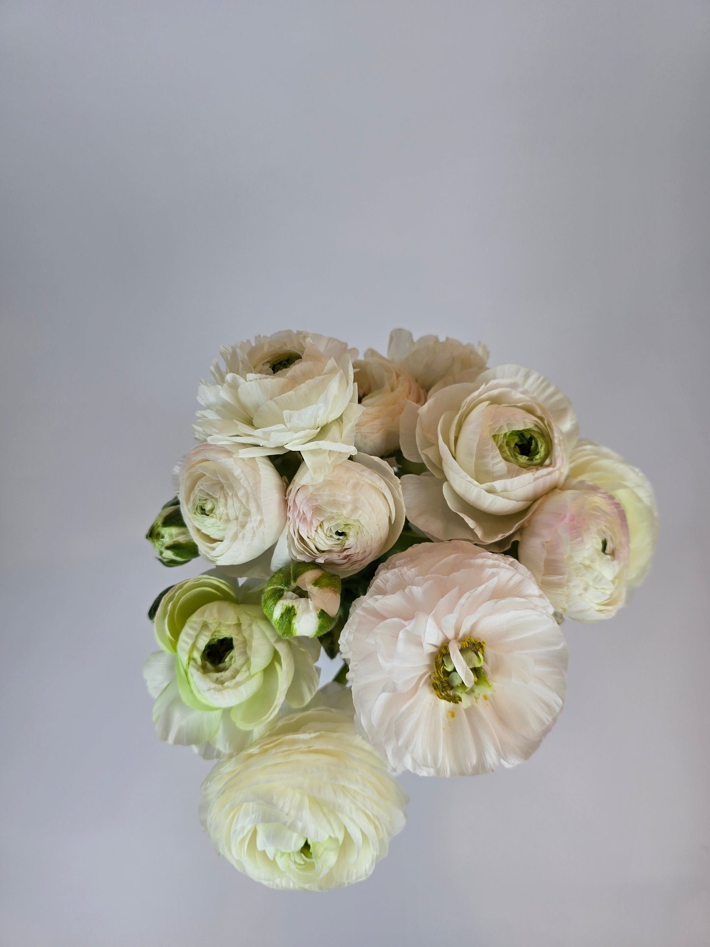 White with a Hint of Blush Ranunculus