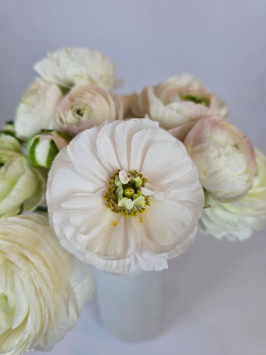 White with a Hint of Blush Ranunculus