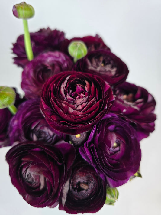 Burgundy Ranunculus