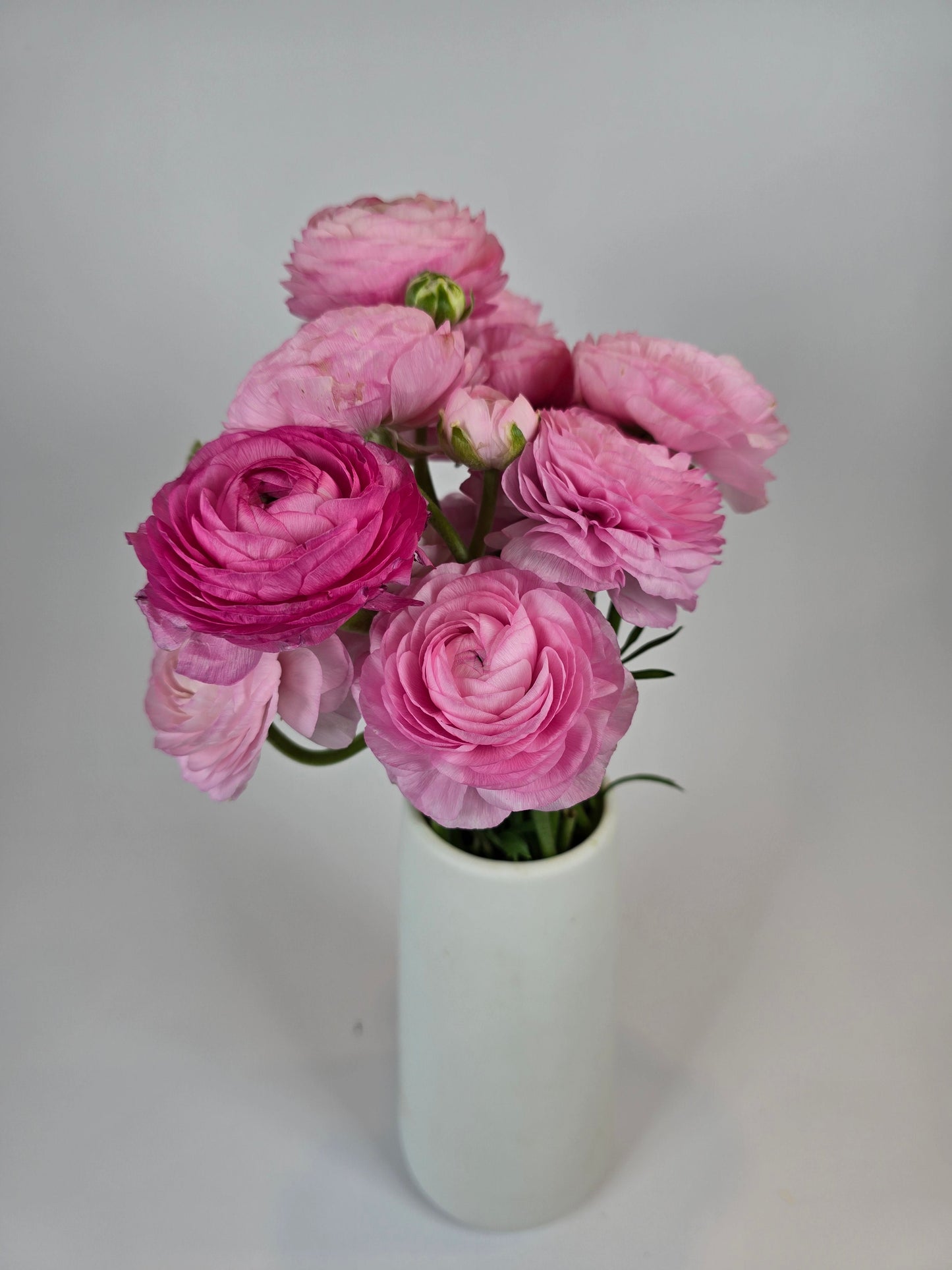 Pink Ranunculus