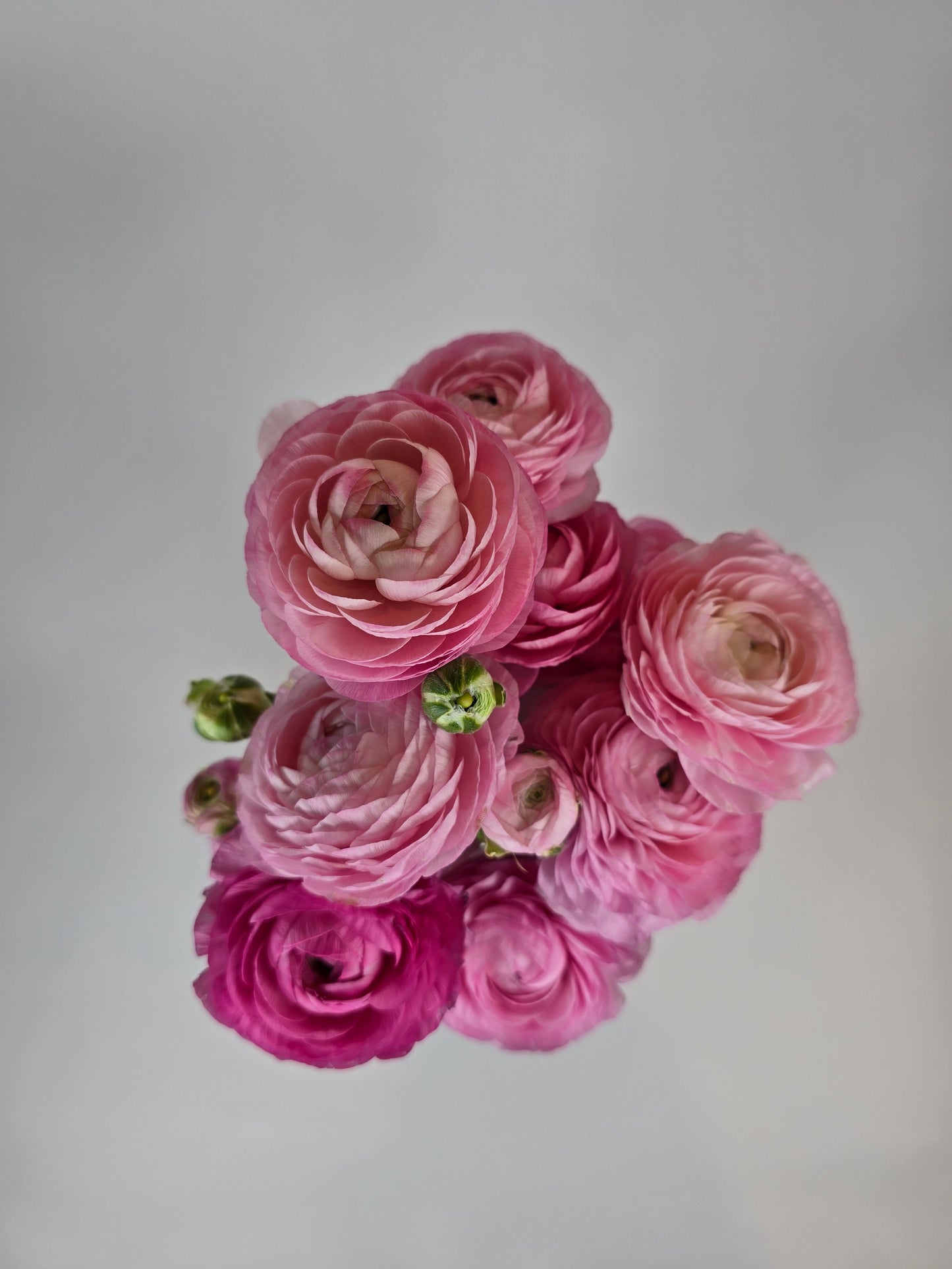 Pink Ranunculus