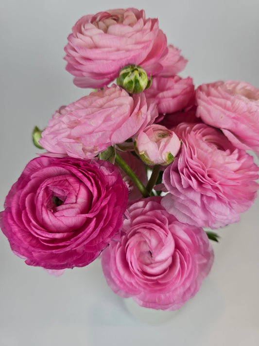 Pink Ranunculus