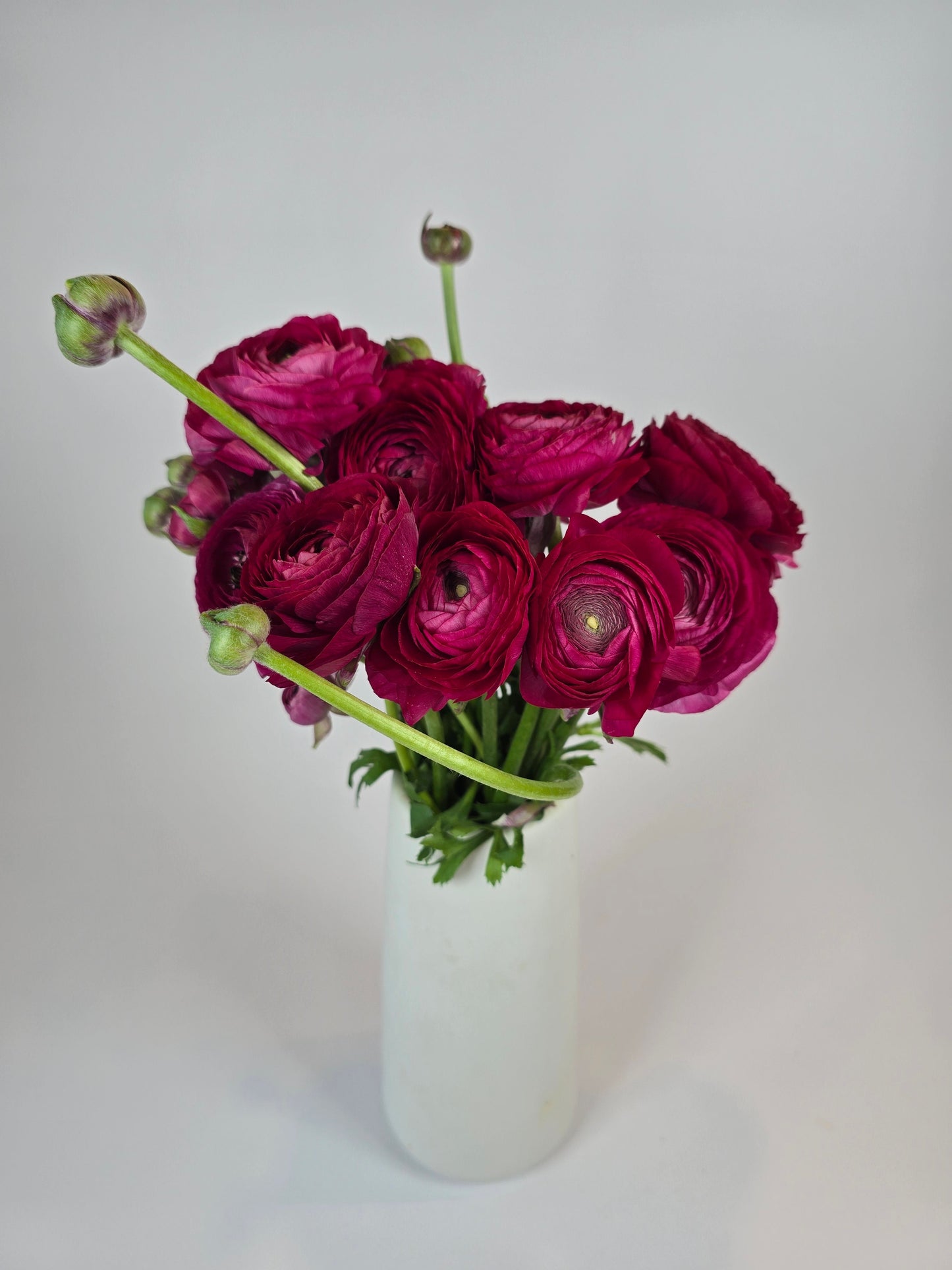 Raspberry Ranunculus