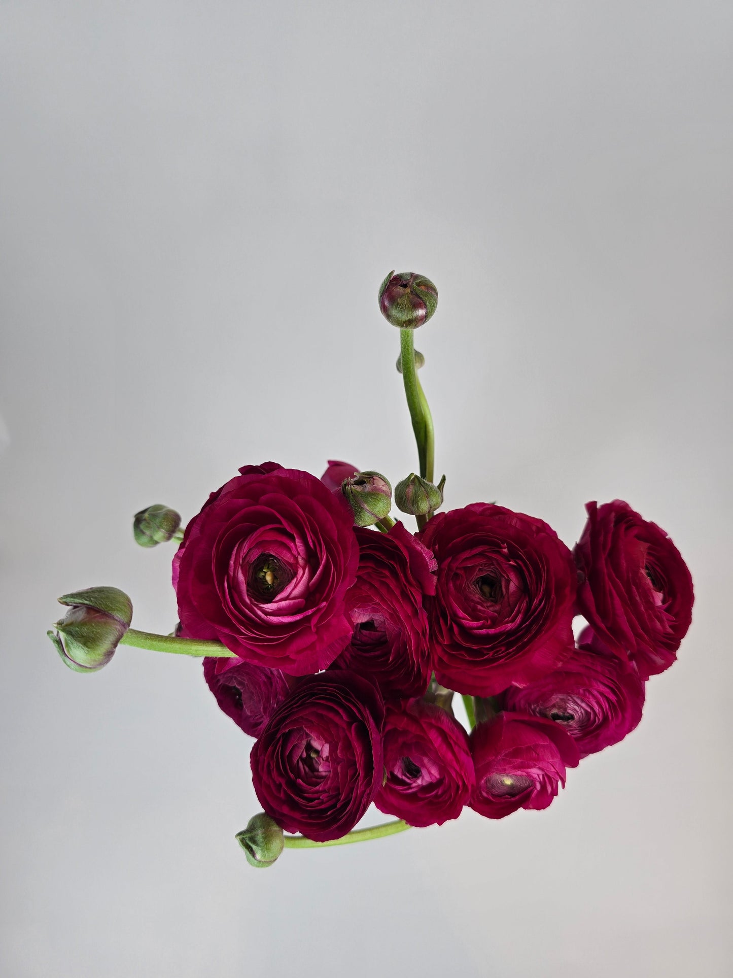 Raspberry Ranunculus