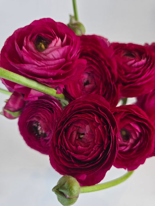 Raspberry Ranunculus