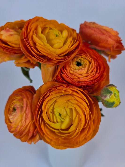 Orange Ranunculus