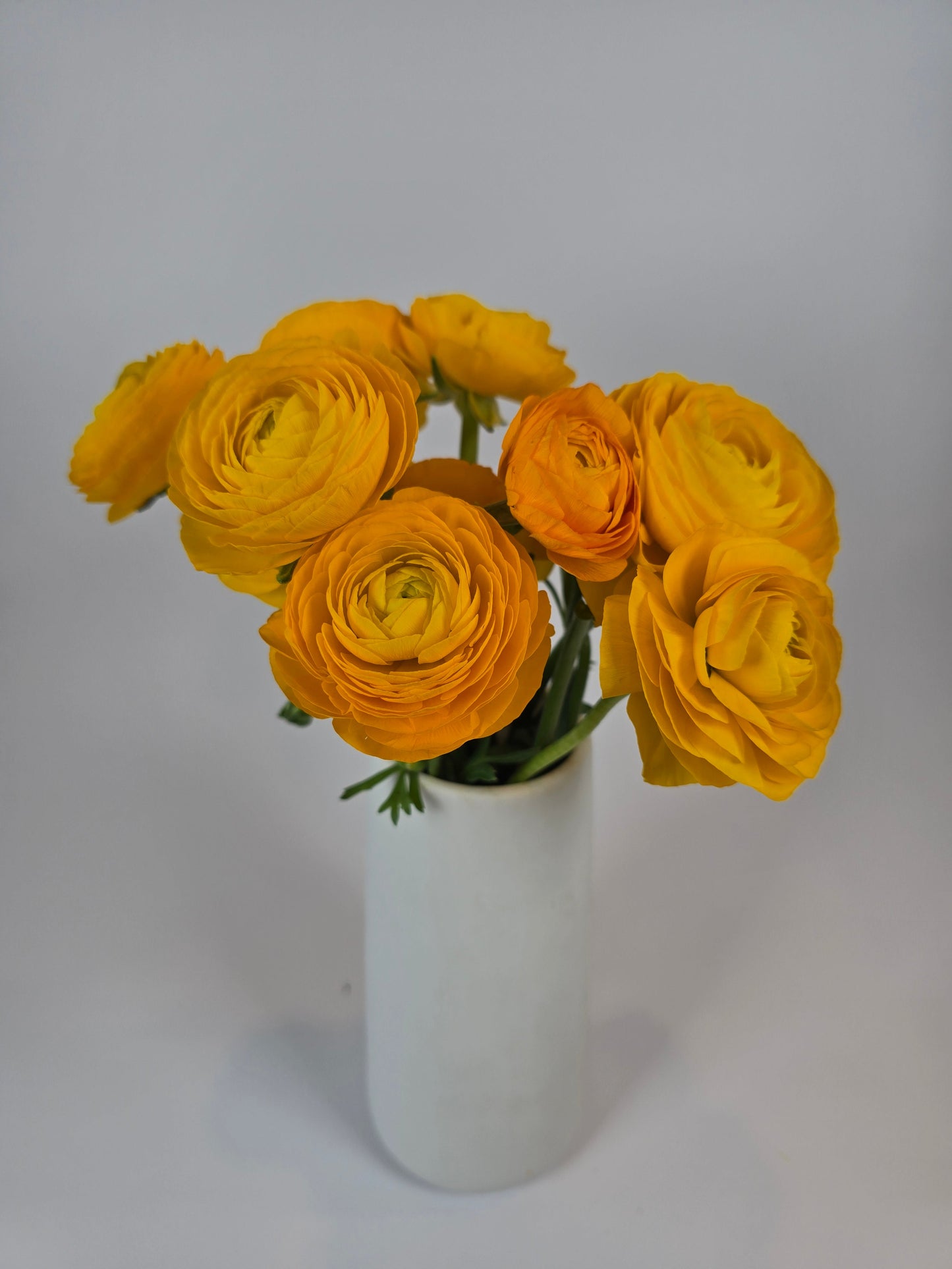 Golden Yellow Ranunculus