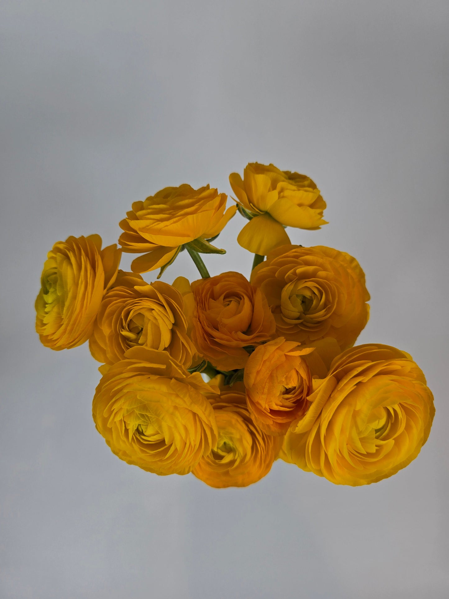 Golden Yellow Ranunculus