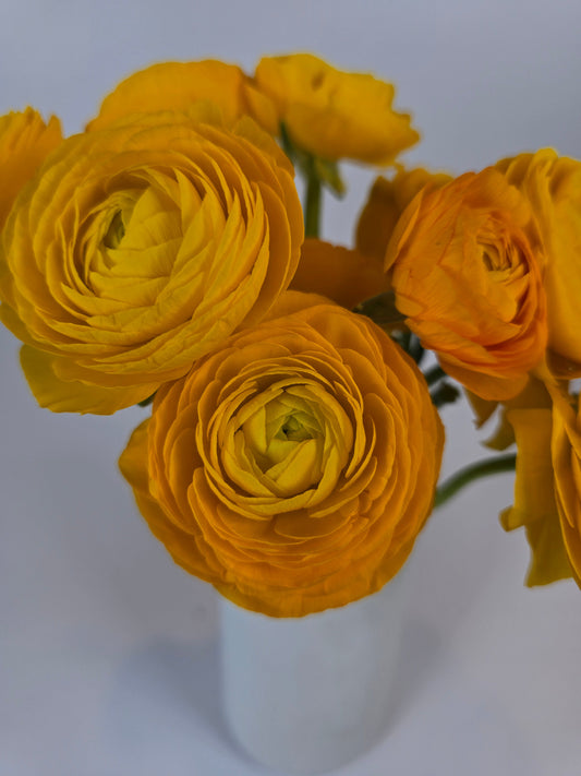 Golden Yellow Ranunculus