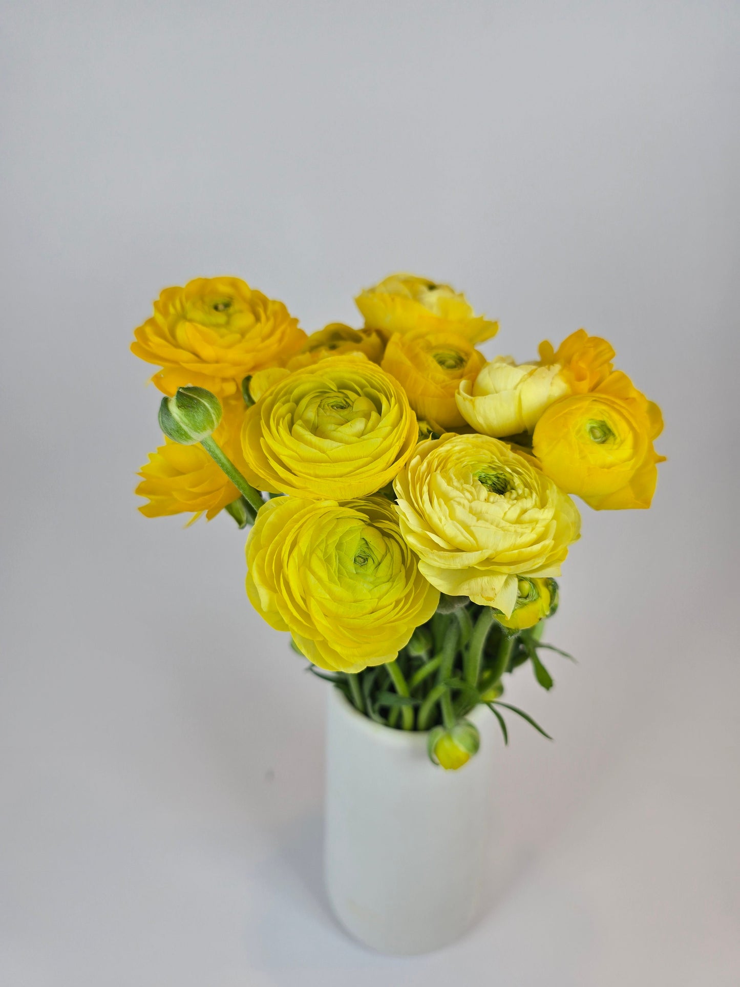 Yellow Ranunculus