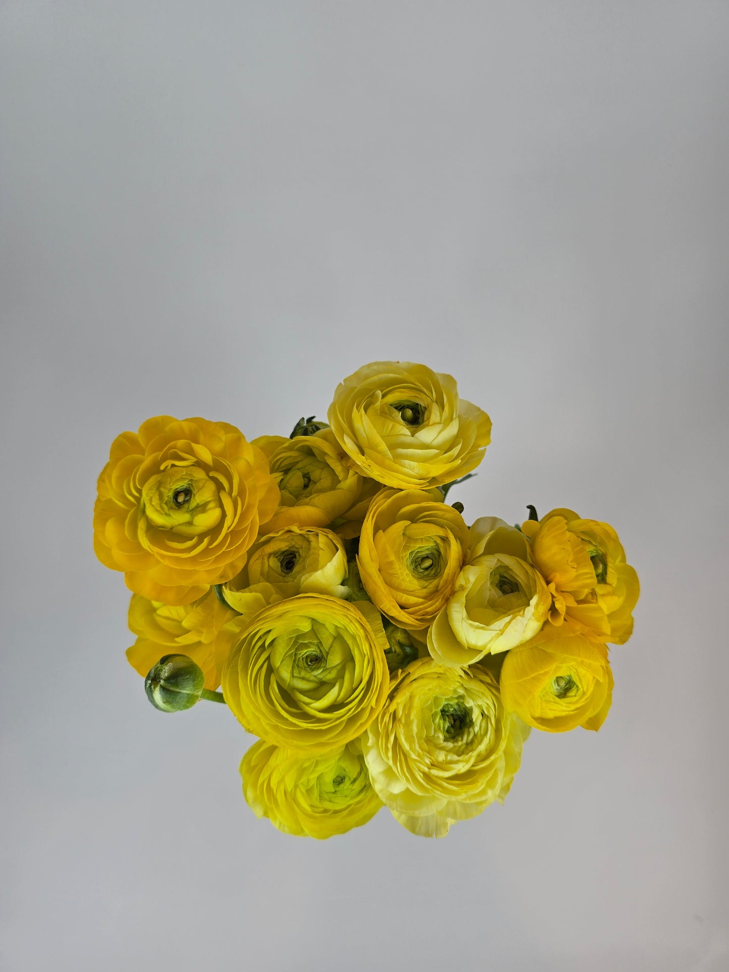 Yellow Ranunculus