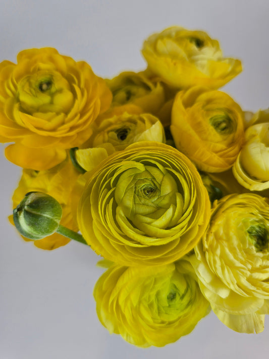 Yellow Ranunculus