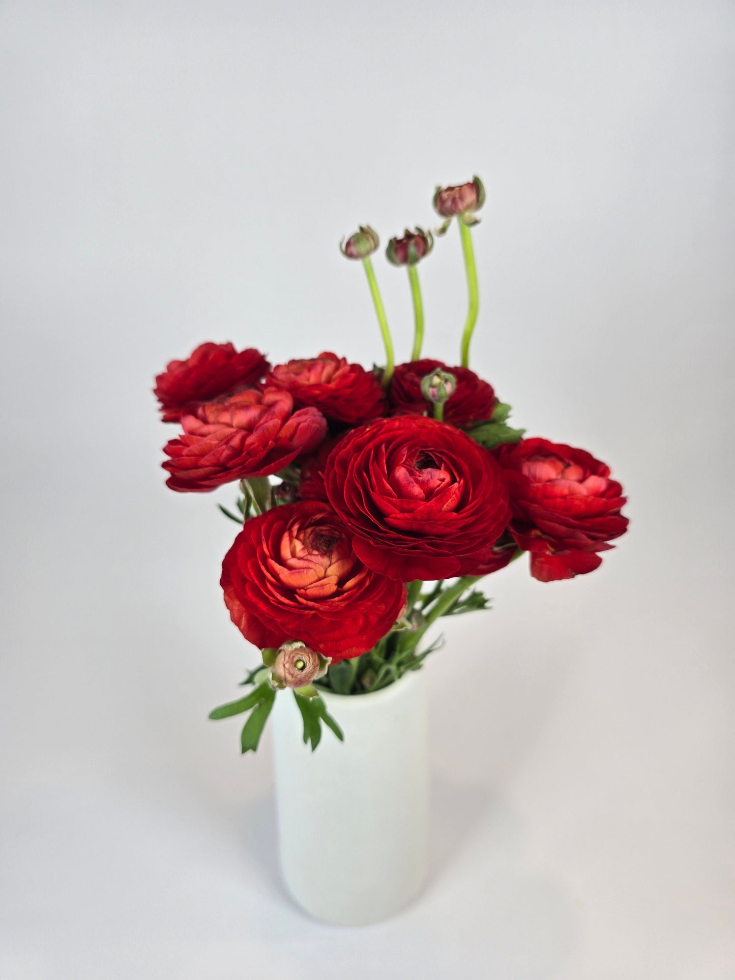 Red Ranunculus