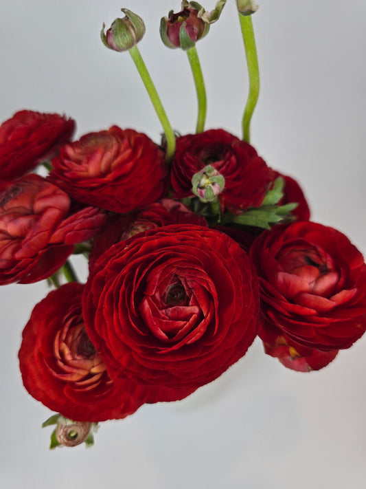 Red Ranunculus