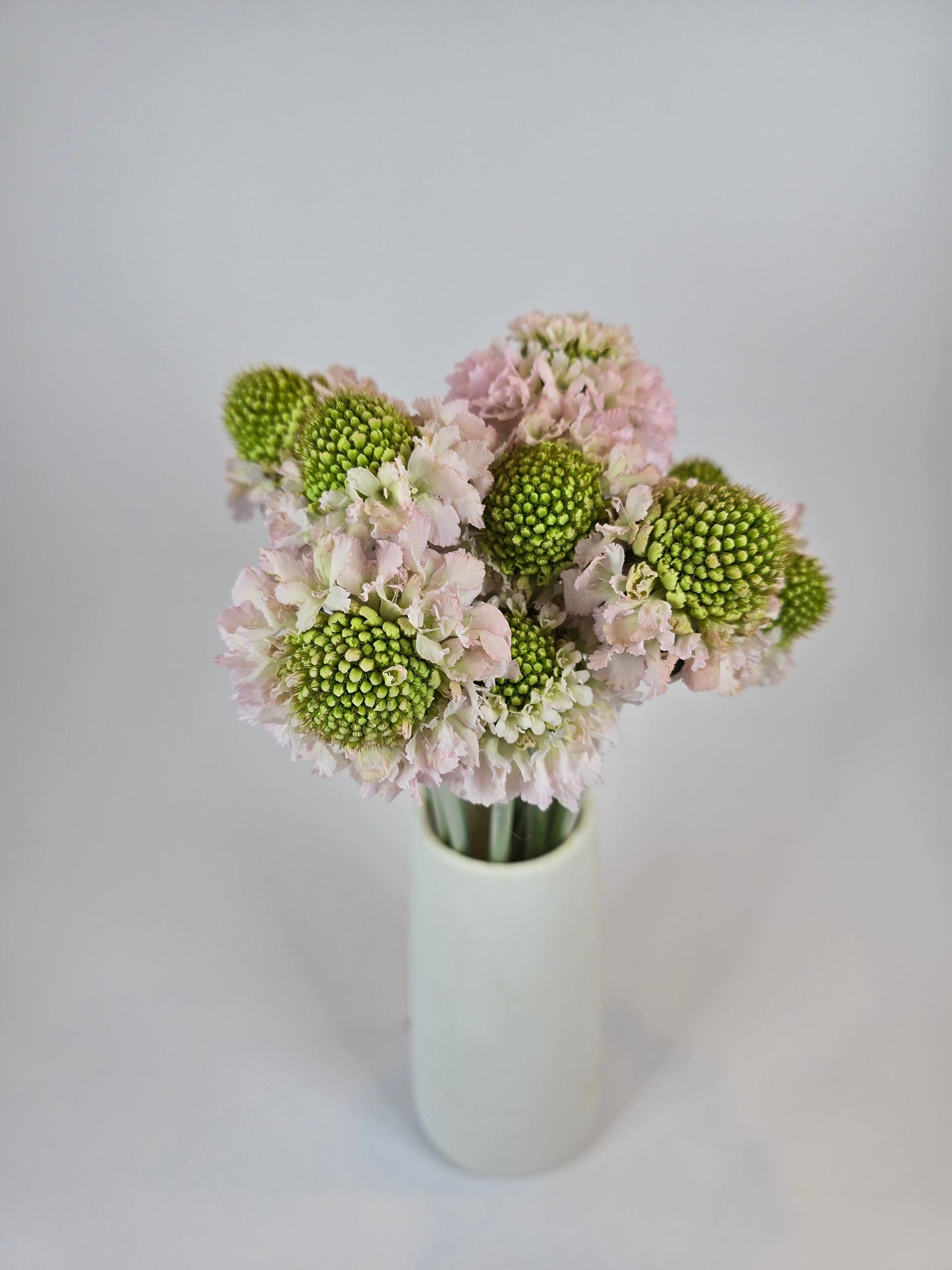 Blush Scabiosa