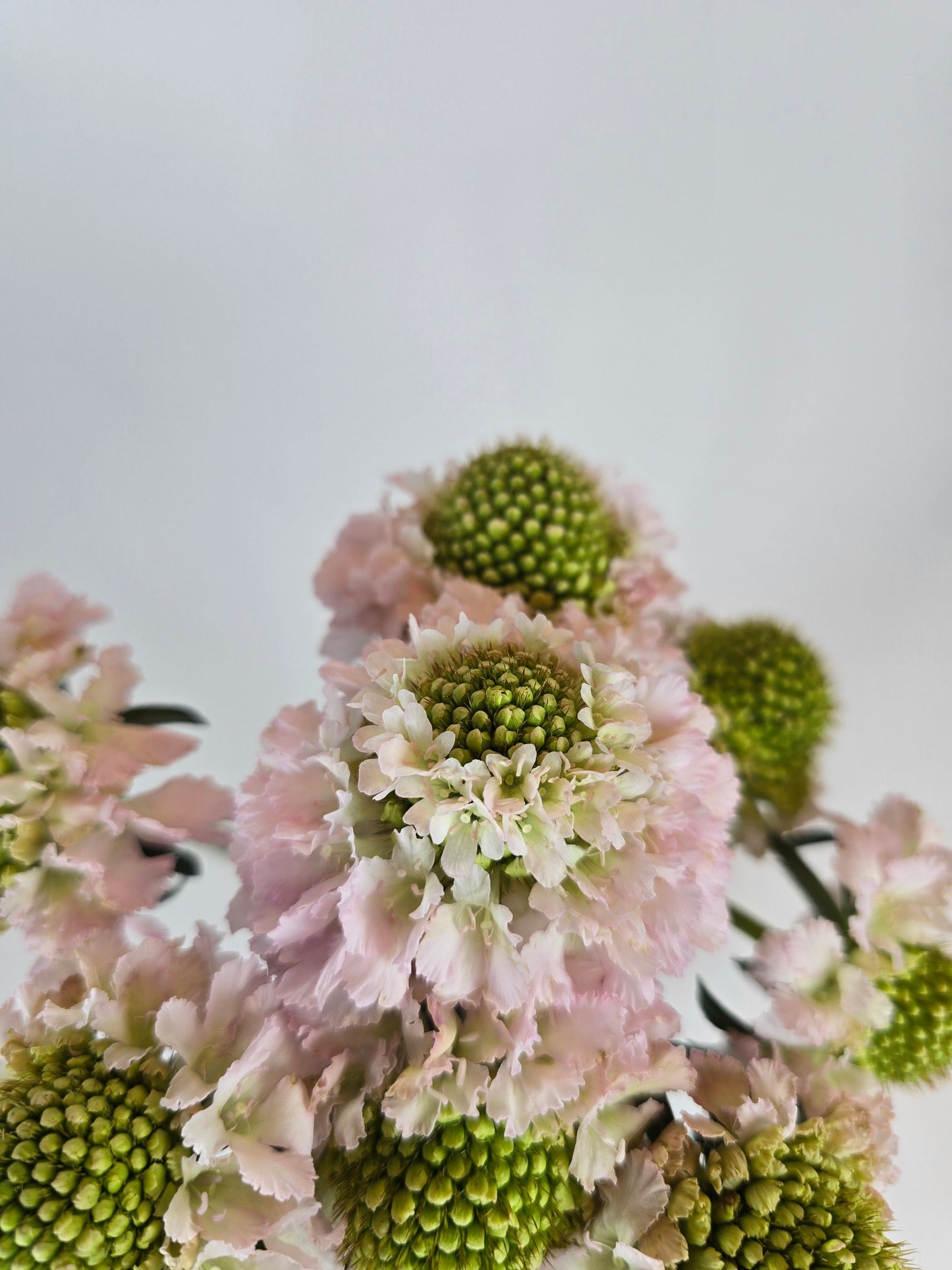 Blush Scabiosa