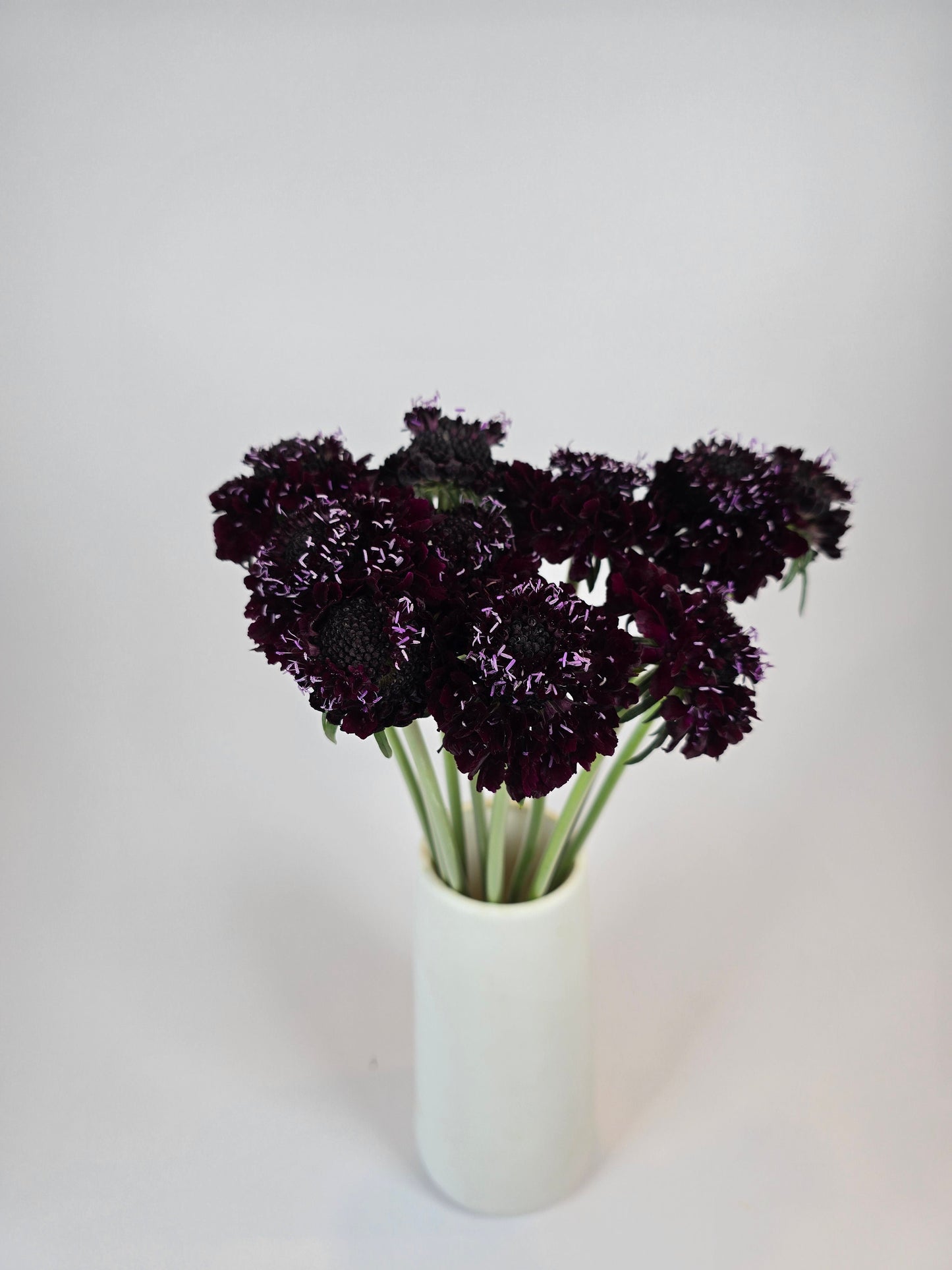 Blackberry Scabiosa