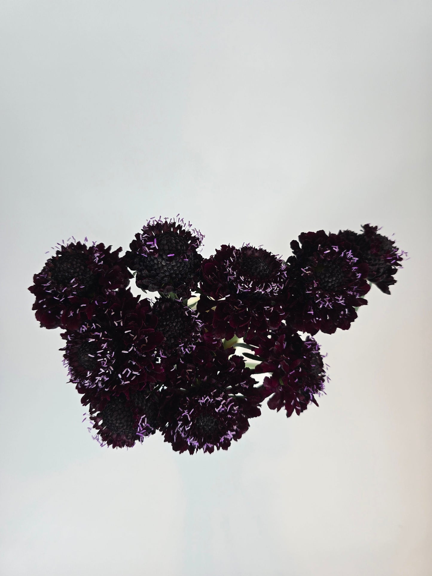 Blackberry Scabiosa