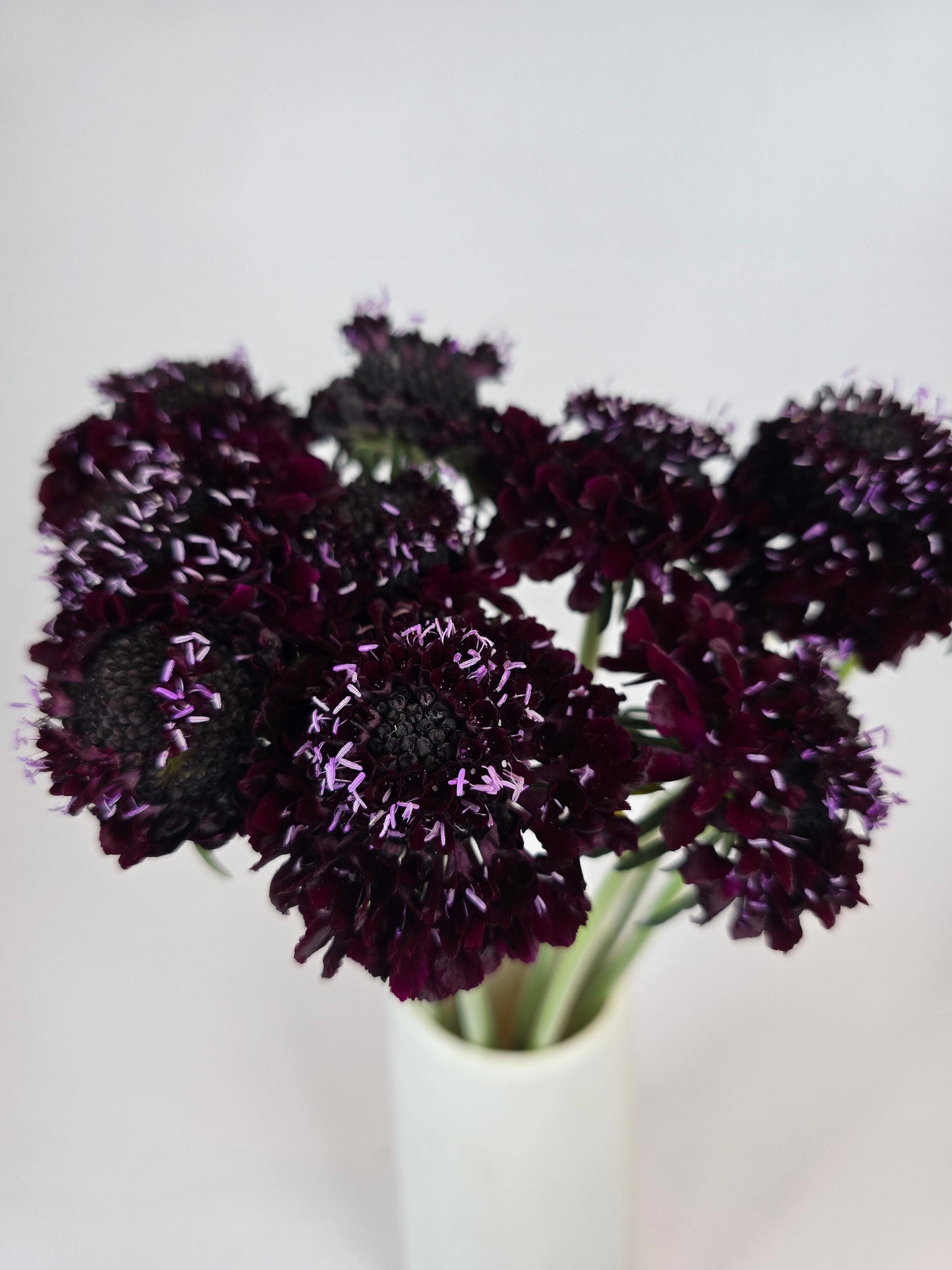 Blackberry Scabiosa