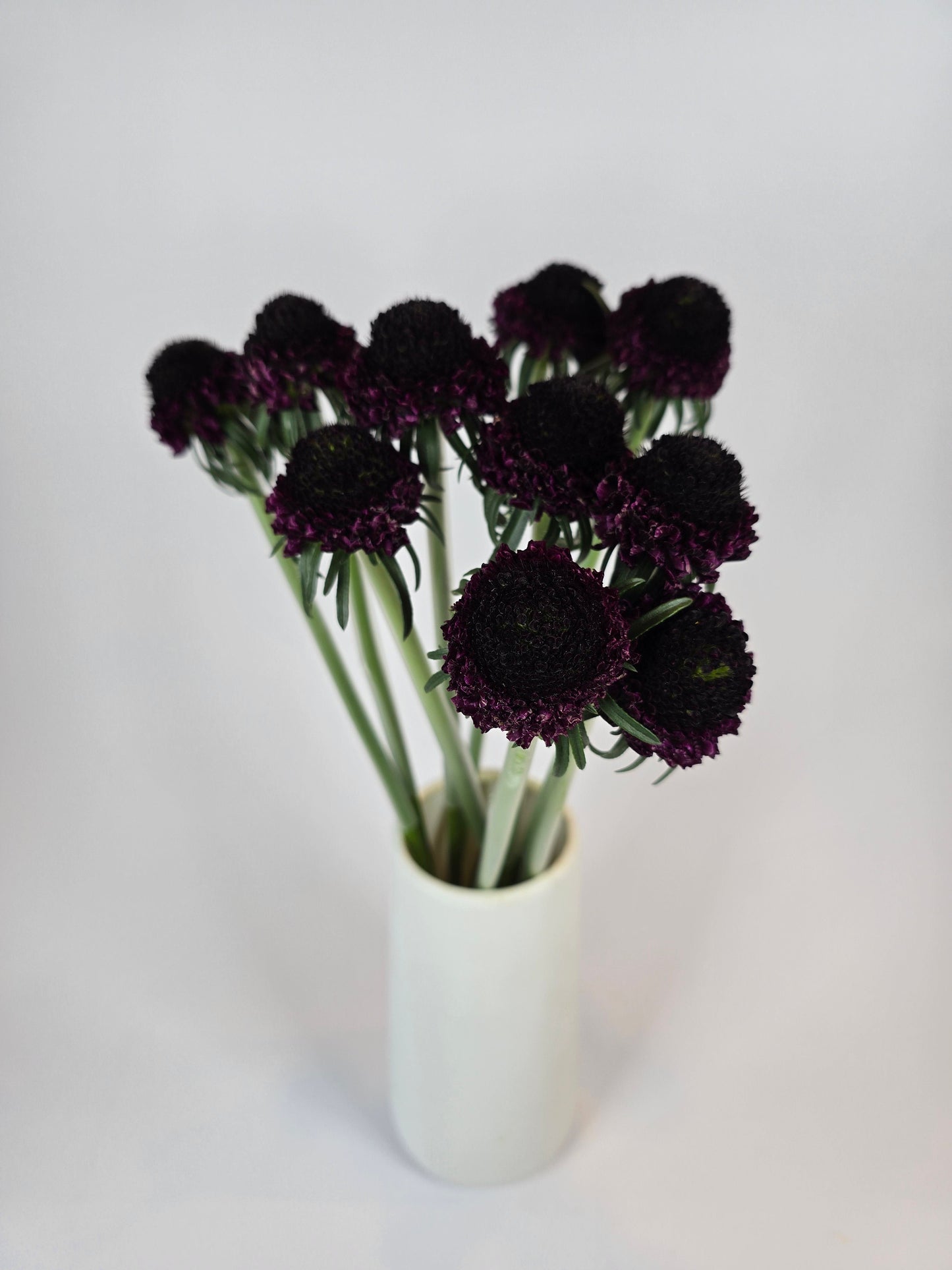 Burgundy Scabiosa